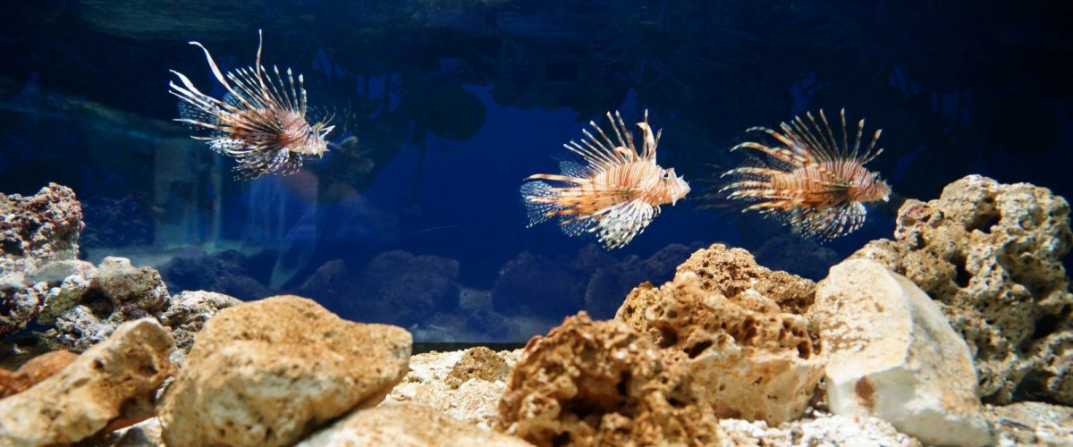 aquario-com-peixes-leao aquario-com-peixes-leao